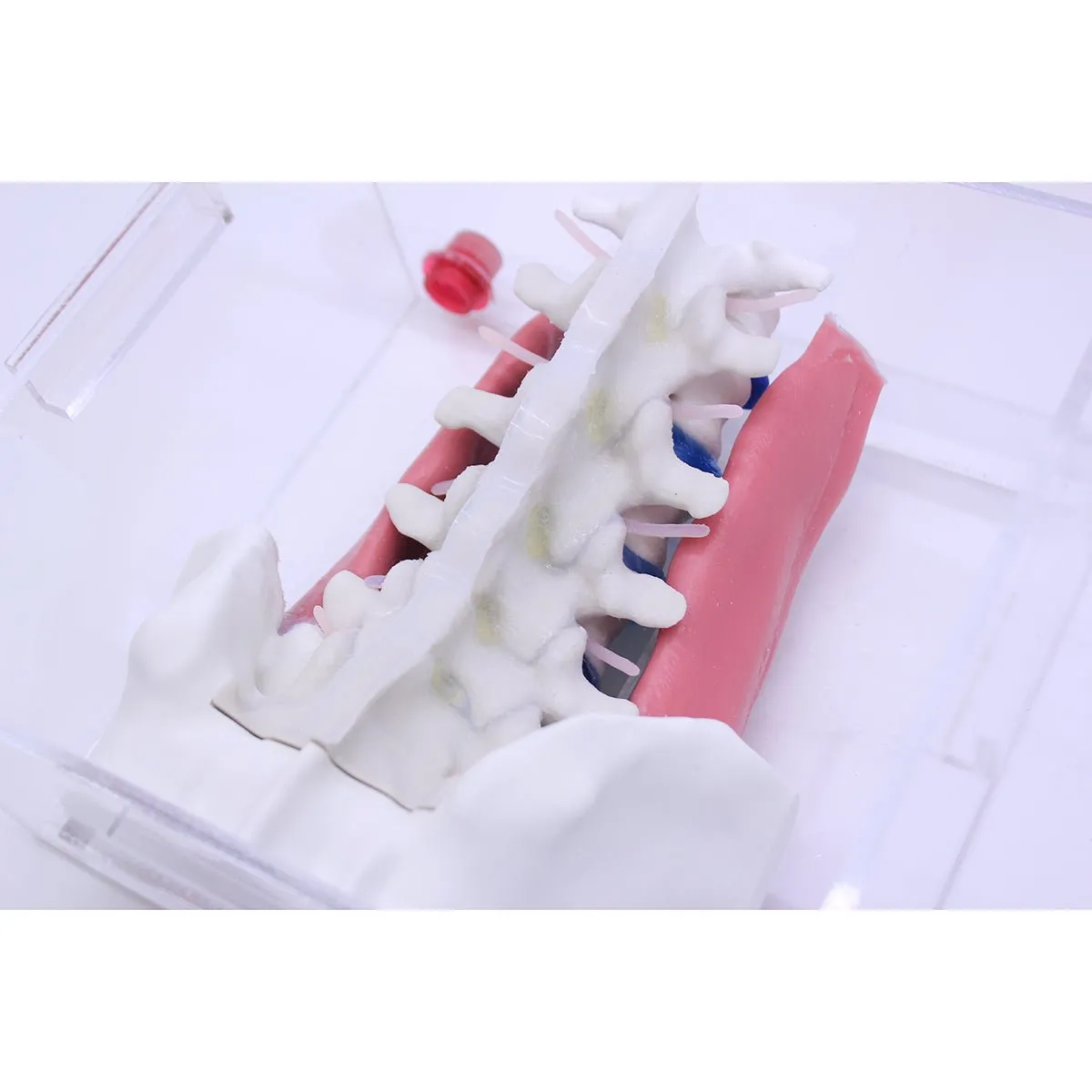 Spine Surgery Simulator For Surgical Training, Standard