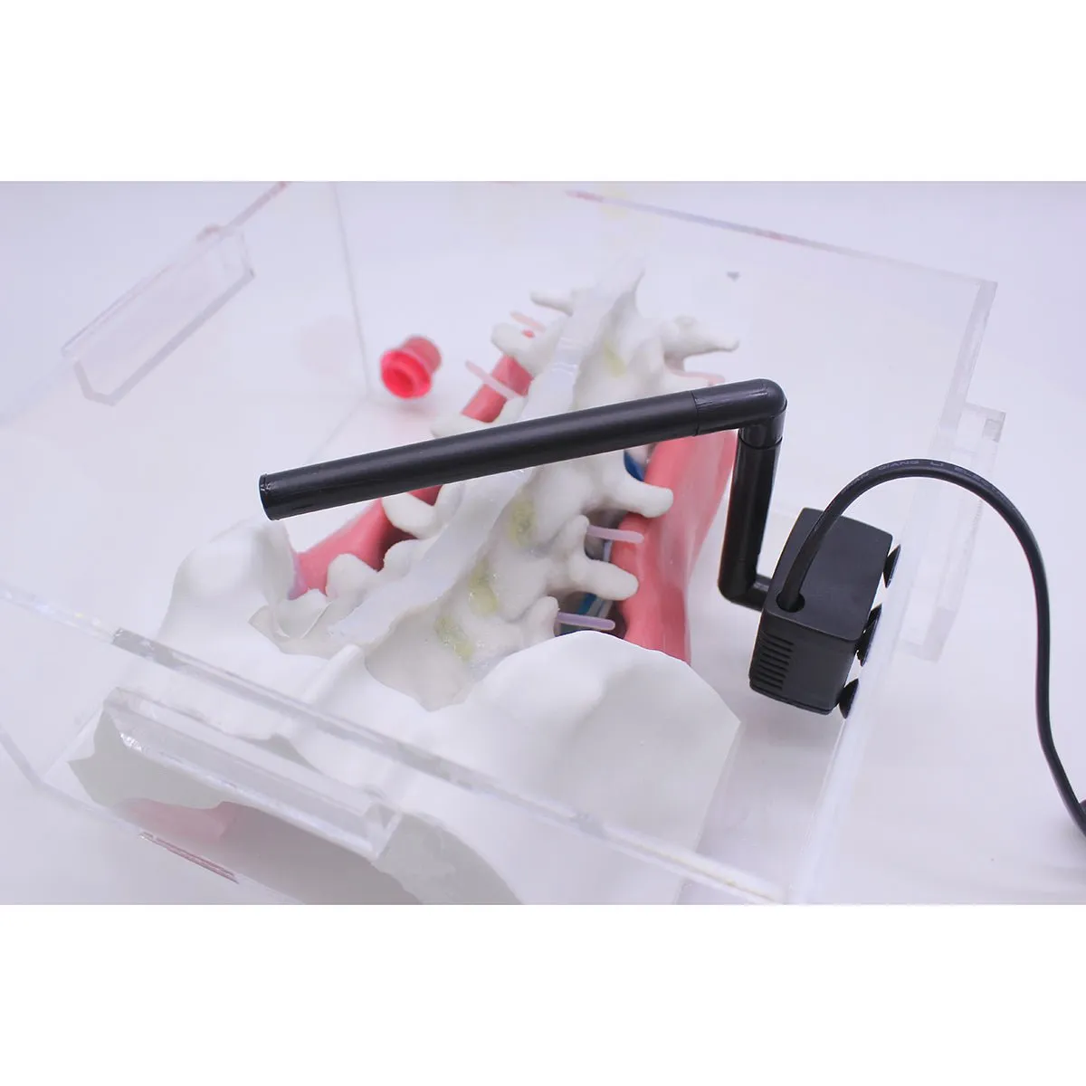Spine Surgery Simulator For Surgical Training, Standard