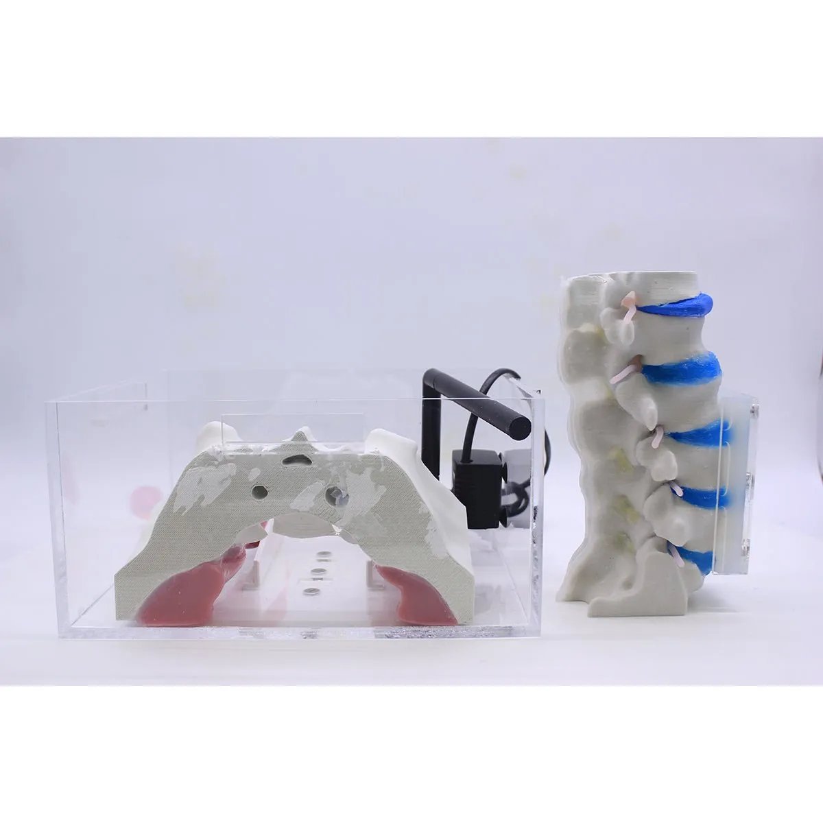 Spine Surgery Simulator For Surgical Training, Standard