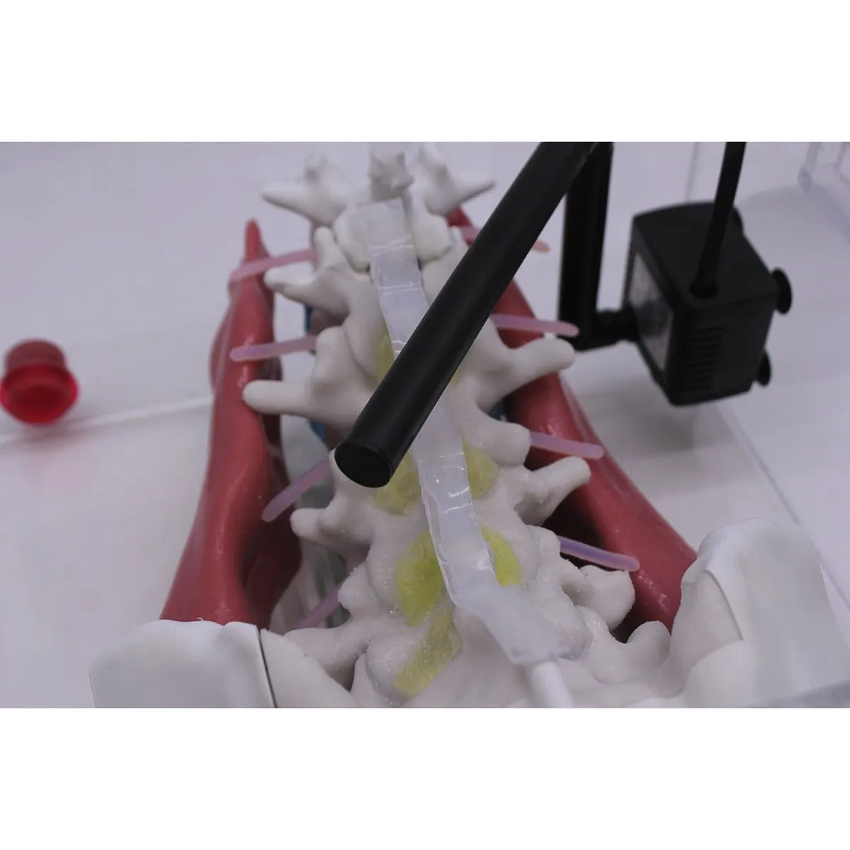 Spine Surgery Simulator For Surgical Training, Standard