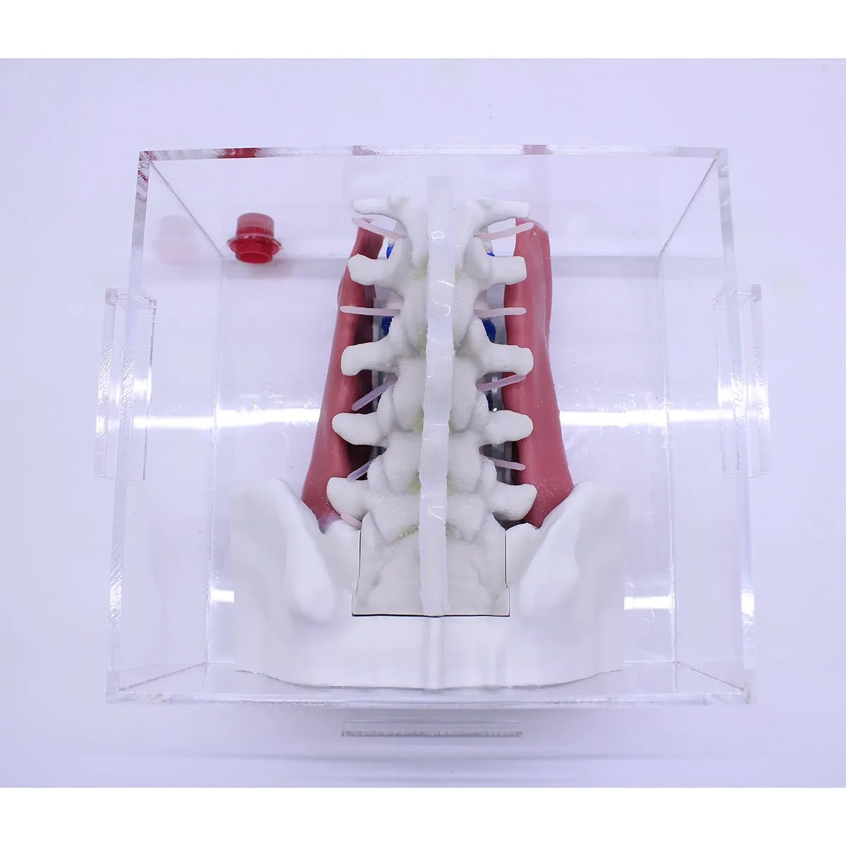 Spine Surgery Simulator For Surgical Training, Standard